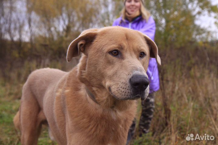 Роскошный пес в дар