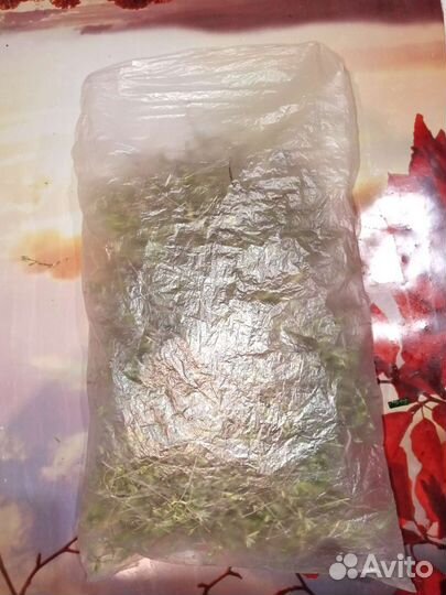 Чабрец (богородская трава, тимьян)