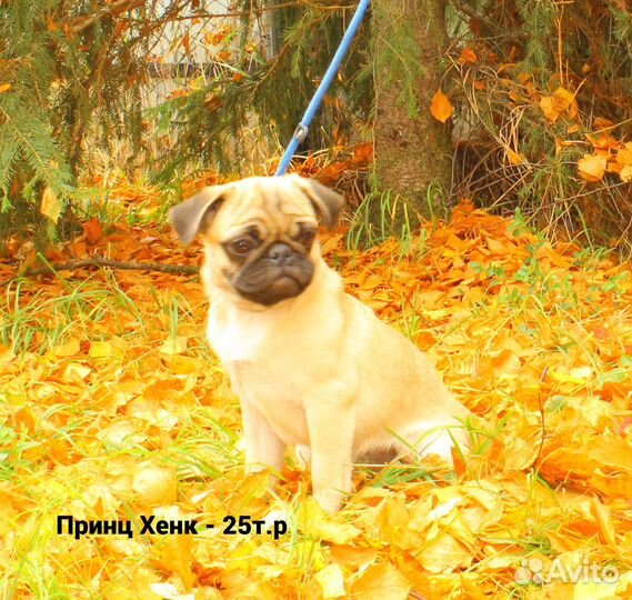 Щенки мопса