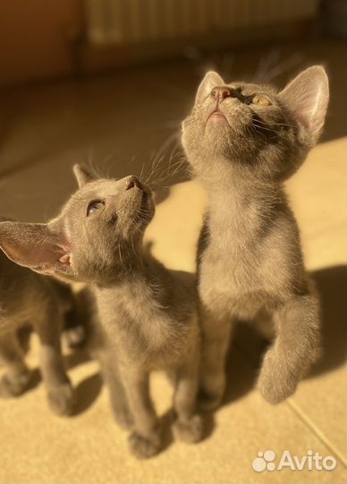 Ориентальная