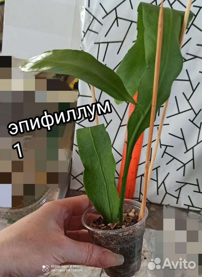 Эпифиллум и Марниера