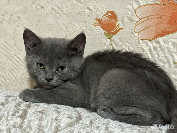 Бенгальская кошка