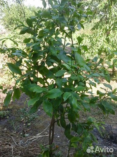 Дерево лимона