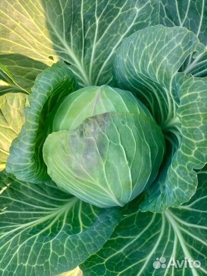 Капуста Белокочанная