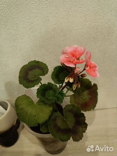 Пеларгония герань