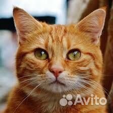 Передержка котов