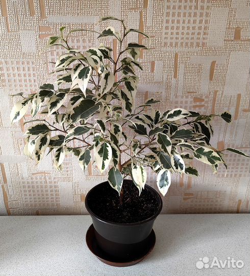 Фикусы Бенджамина