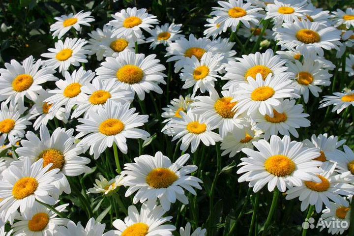 Садовые цветы