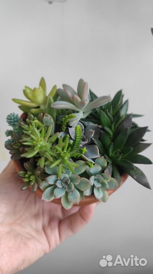 Суккуленты