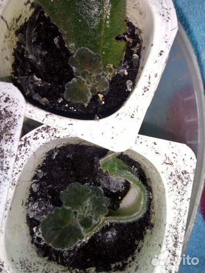 Глоксиния фиолетовая детки