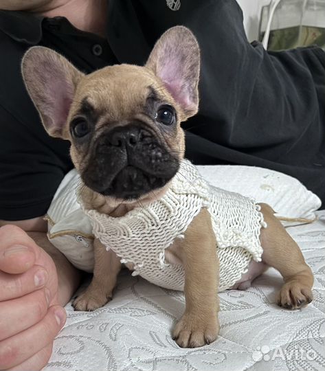 Французские бульдожки