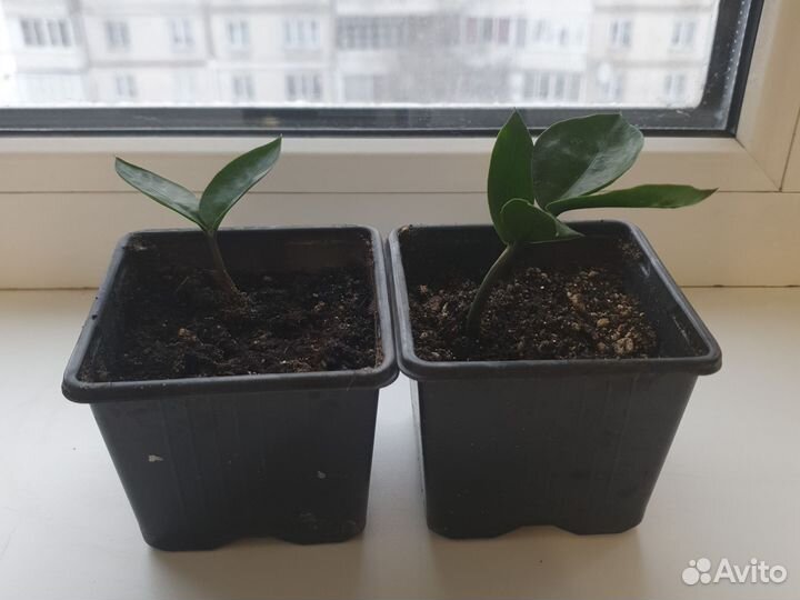 Замиокулькас