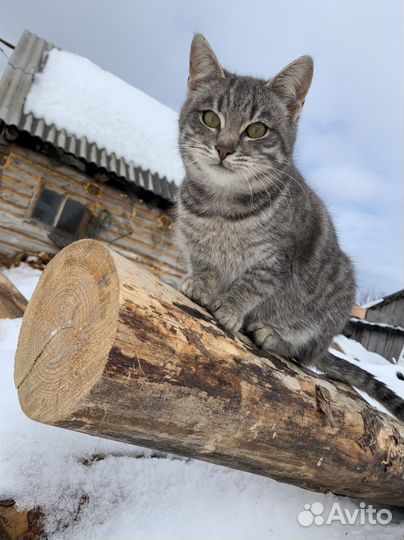 Кот 1 год