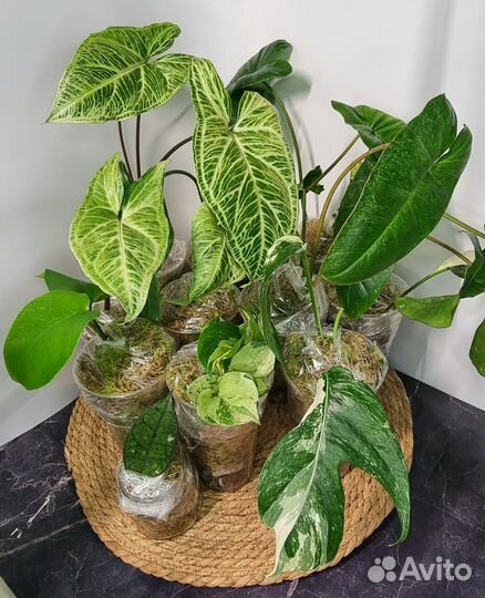 Монстера альба, еллоу и др.комнатные растения