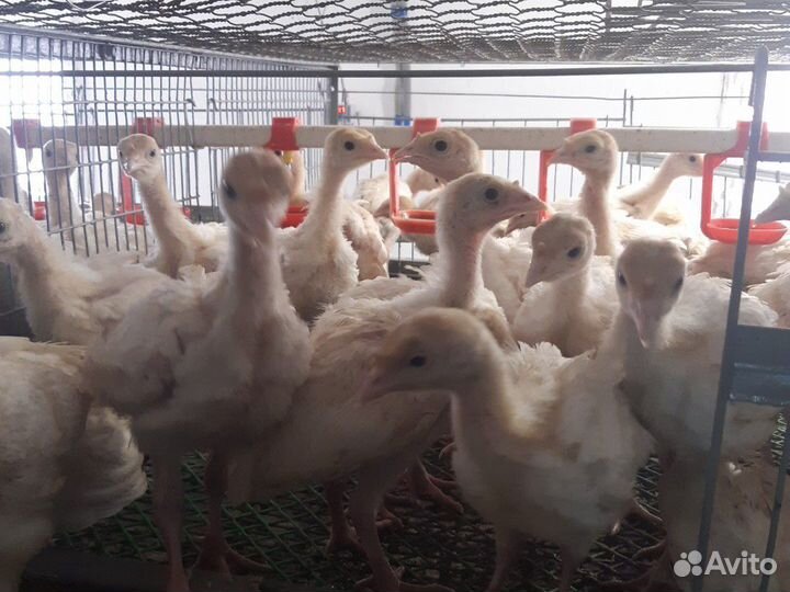 Индюшата подрошенные