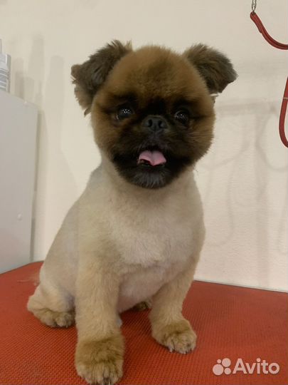 Стрижка собак/груминг/тримминг