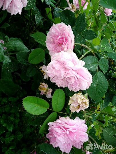 Роза парковая