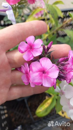 Флоксы сортовые