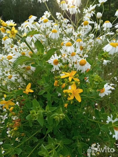 Душица Зверобой Кипрей Пустырник Валерьяна