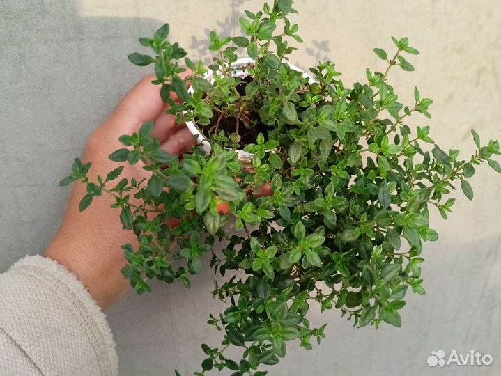 Чабрец, тимьян