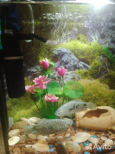 Аквариум с рыбками