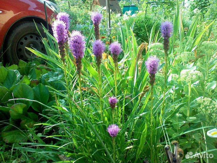 Аконит розовый и белый