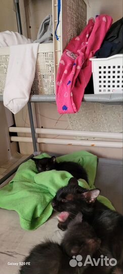 Котята в добрые руки 1 месяц