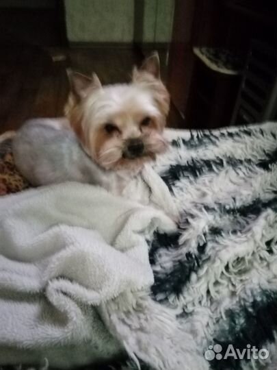 Йоркширский терьер мини