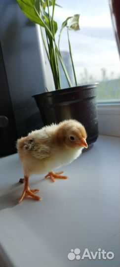 Суточные цыплята породной птицы