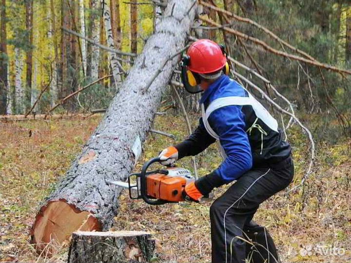 Вальщик леса / вахта в Норильск
