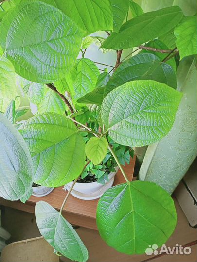 Фикус ушковидный