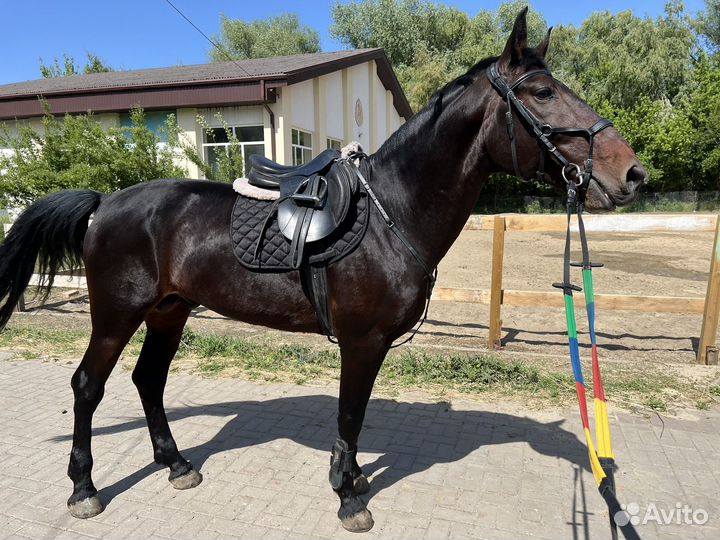 Продается жеребец