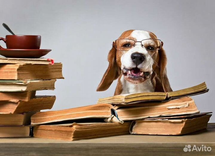 Кинолог. Дрессировка собак и Хэндлинг