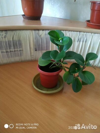 Пеперомия туполистная