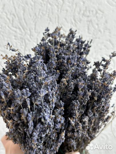 Лаванда сухоцвет