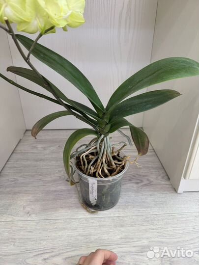 Орхидея бабочка миньён