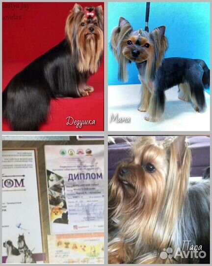 Йоркширский терьер щенки девочки mini