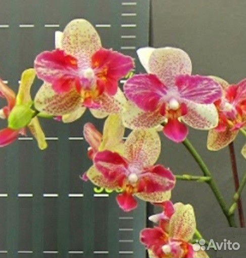Орхидея фаленопсис Kaleidoscope