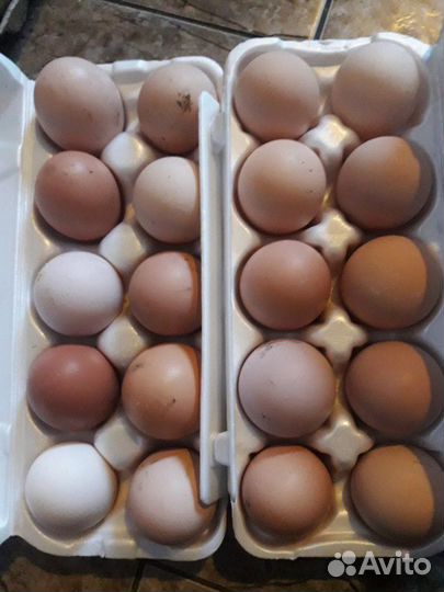 Домашние, пищевые яйца от породистых кур