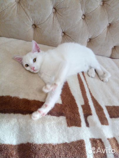 Кошечка в добрые руки