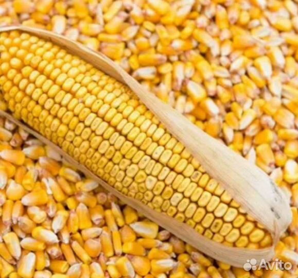 Фуражное зерно,шрот, пивная дробина,сено