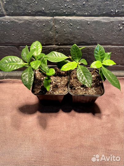 Гардения жасминовидная Пеларгония Комнатные цветы