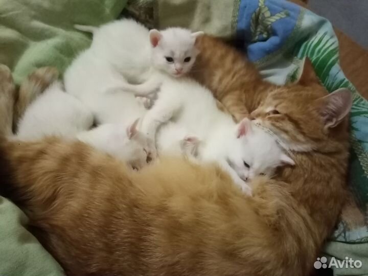 Котята в добрые руки 1 месяц