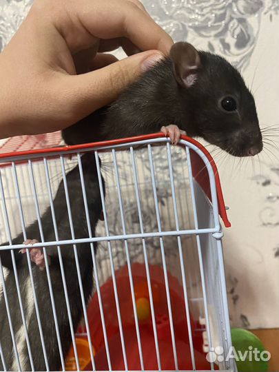 Отдаю бесплатно (декоративные крысы)