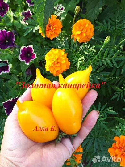 Семена помидоров томатов