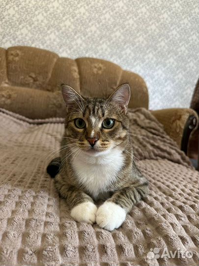 Кошка