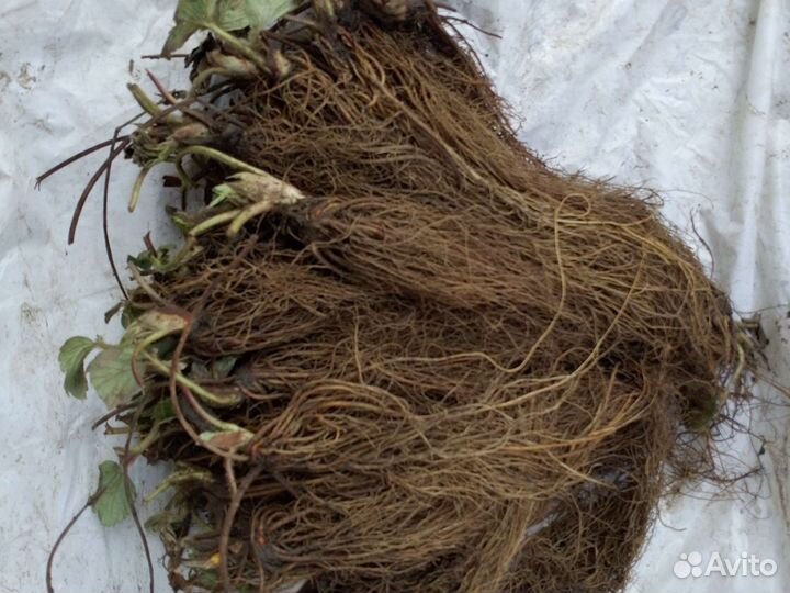 Рассада клубники Альба фриго