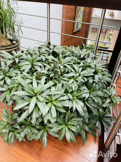 Комнатный цветок Рео черенки с корневой системой