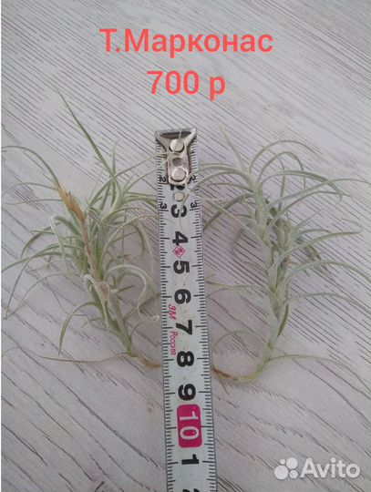 Тилландсия атмосферная часть 1