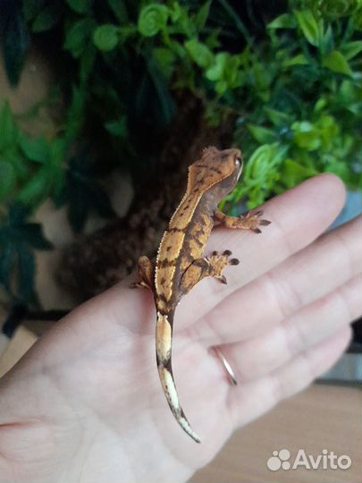 Реснитчатый бананоед